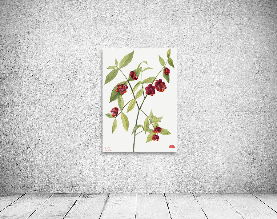 Winterberry Ilex verticillata 1920 Wall Preview