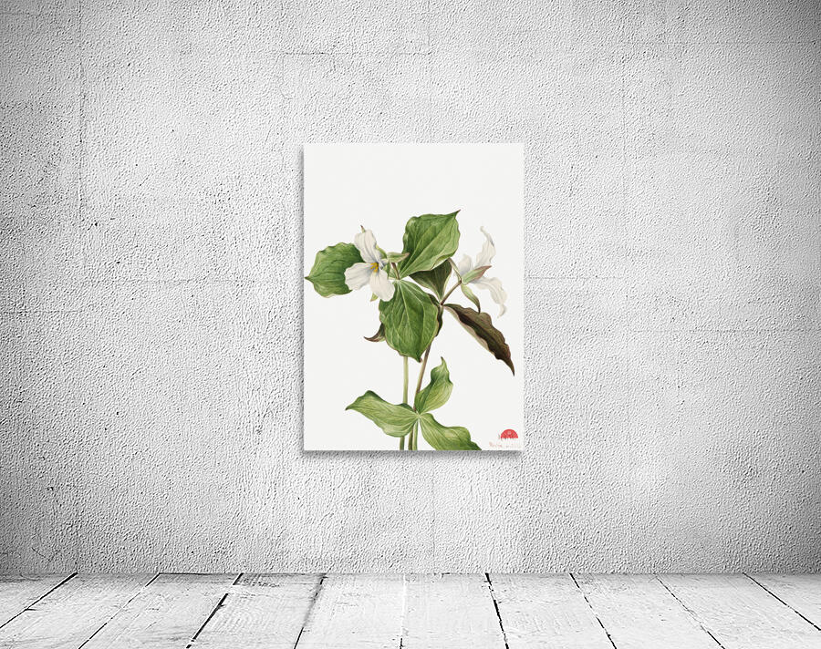 Large White Trillium Trillium grandiflorum 1923 Wall Preview