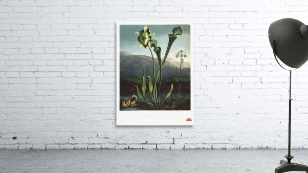 American Bog Plants Wall Preview