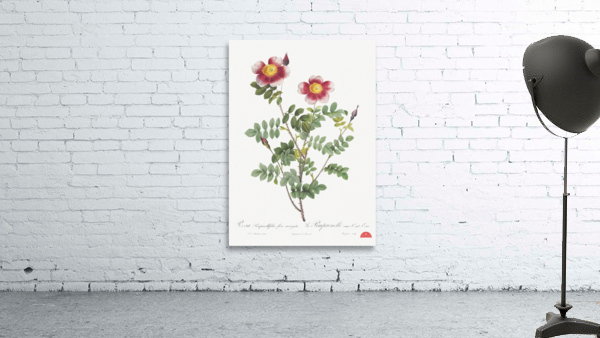Vintage burnet rose Wall Preview