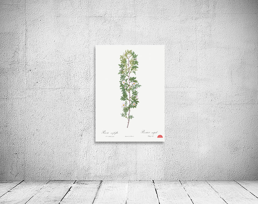 Burgundy cabbage rose in bloom Wall Preview