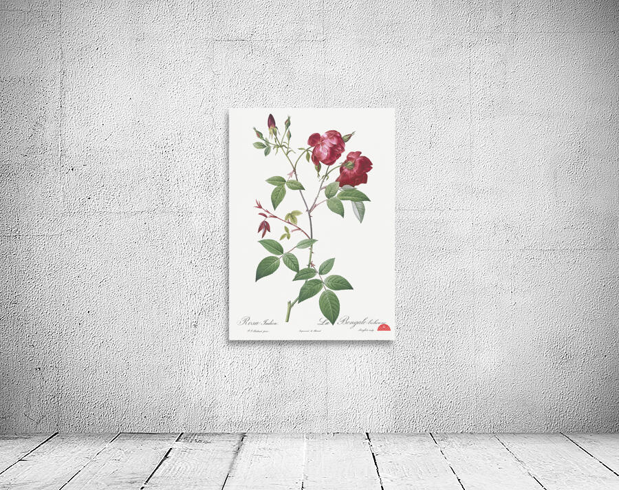 Velvet china rose in bloom Wall Preview