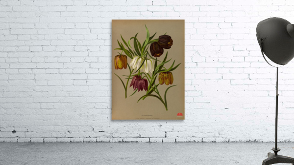 Album van Eeden : Haarlems flora : 1872-1881 Wall Preview