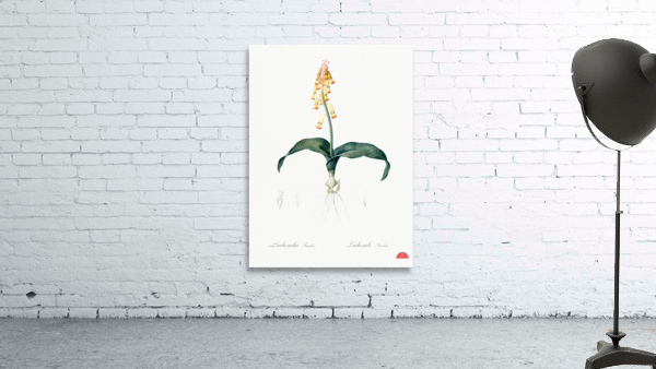 Lachenalia tricolor illustration  Wall Preview