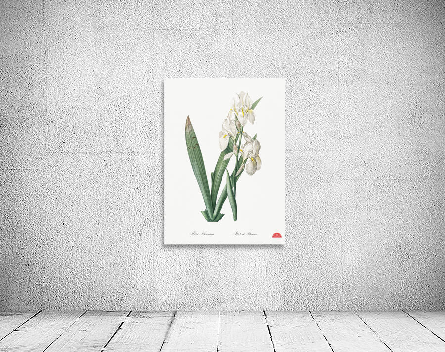 Iris florentina illustration  Wall Preview