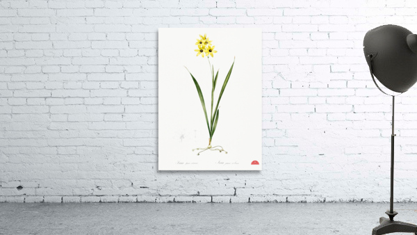 Ixia fusco citrina illustration  Wall Preview
