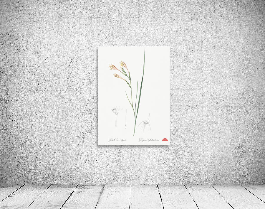 Long-tubed painted lady illustration  Wall Preview