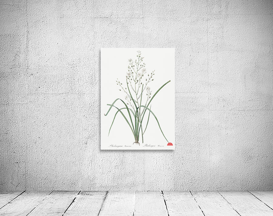 Branched St Bernard & lily illustration  Wall Preview