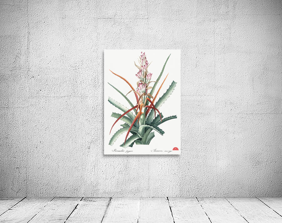 Barbary nut illustration  Wall Preview