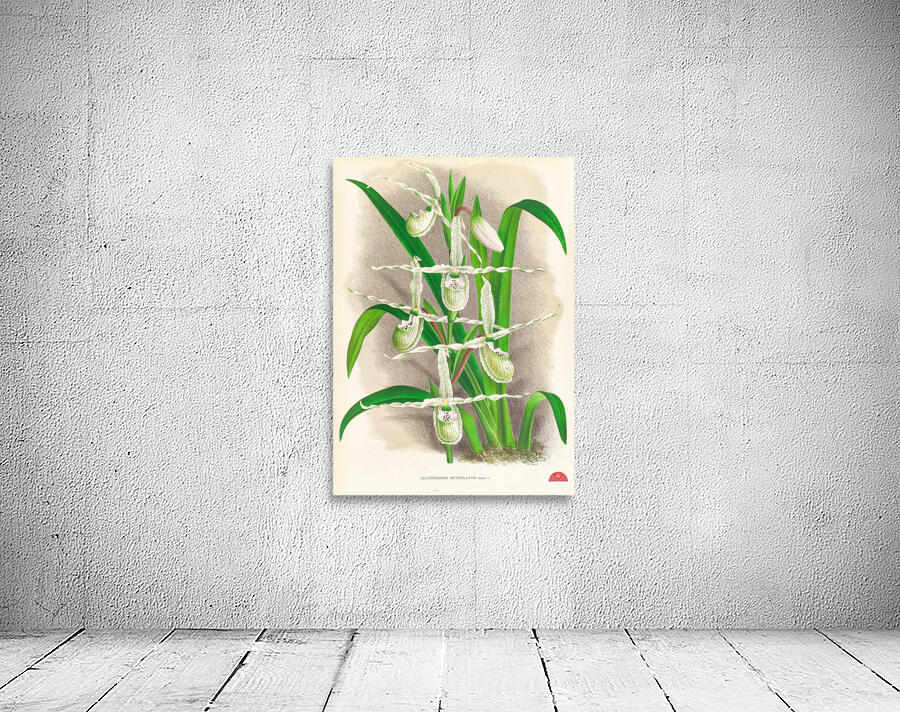 Selenipedium Reticulatum Wall Preview