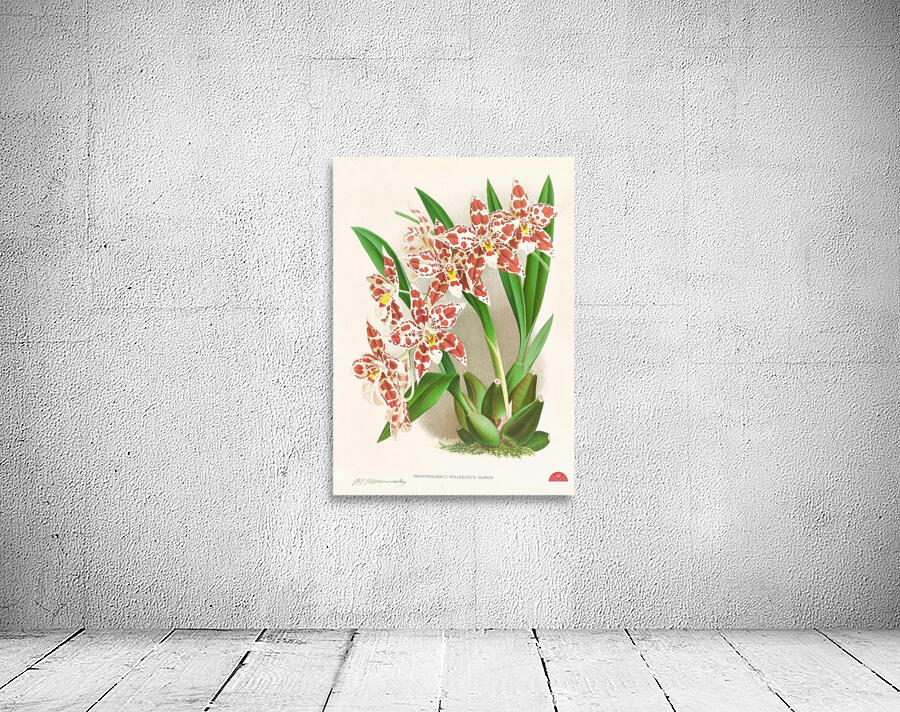 Odontoglossum wilckeanum albens Wall Preview