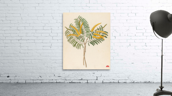 Mimosa [Acacia caffra] 1817 Wall Preview