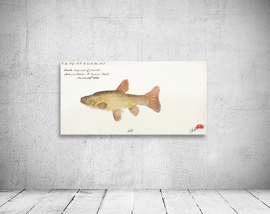Antique fish tinca tinca cyprindae family South Pacific Fishes by Frank Edward Clarke 1849-1899.  Wall Preview