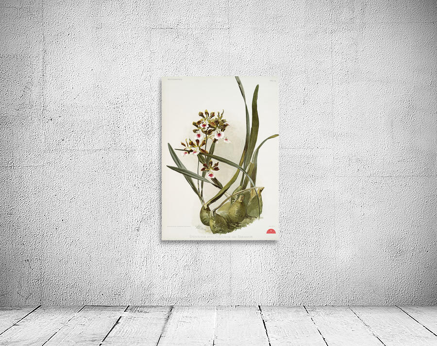 Rands Encyclia Epidendrum atro-purpureum var randianum from Reichenbachia Orchids 1888-1894 illustrated by Frederick Sander 1847-1920.  Wall Preview