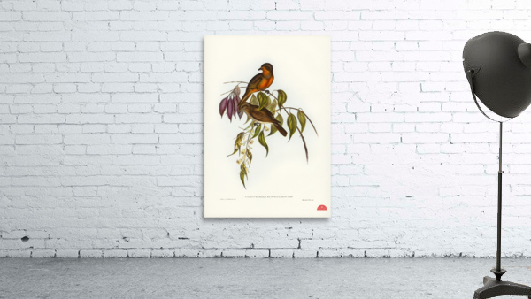 Red-throated Pachycephala Pachycephala rufogularis illustrated by Elizabeth Gould 1804–1841 for John Gould’s 1804-1881 Birds of Australia  Wall Preview