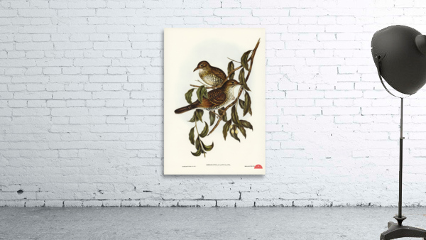 Moutain Thrush Oreocincla lunulata illustrated by Elizabeth Gould 1804–1841 for John Gould’s 1804-1881 Birds of Australia  Wall Preview