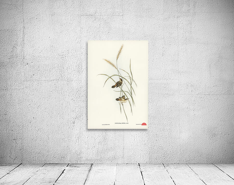 Square-tailed Warbler Cysticola isura illustrated by Elizabeth Gould 1804–1841 for John Gould’s 1804-1881 Birds of Australia  Wall Preview