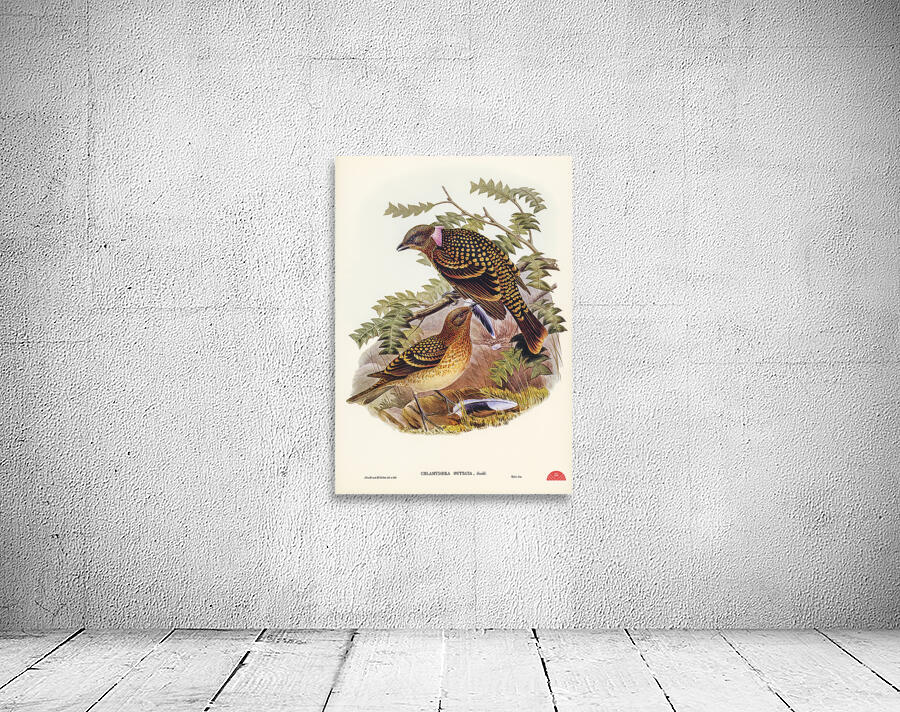 Guttated Bower-bird Chlamydera guttata illustrated by Elizabeth Gould 1804–1841 for John Gould’s 1804-1881 Birds of Australia  Wall Preview