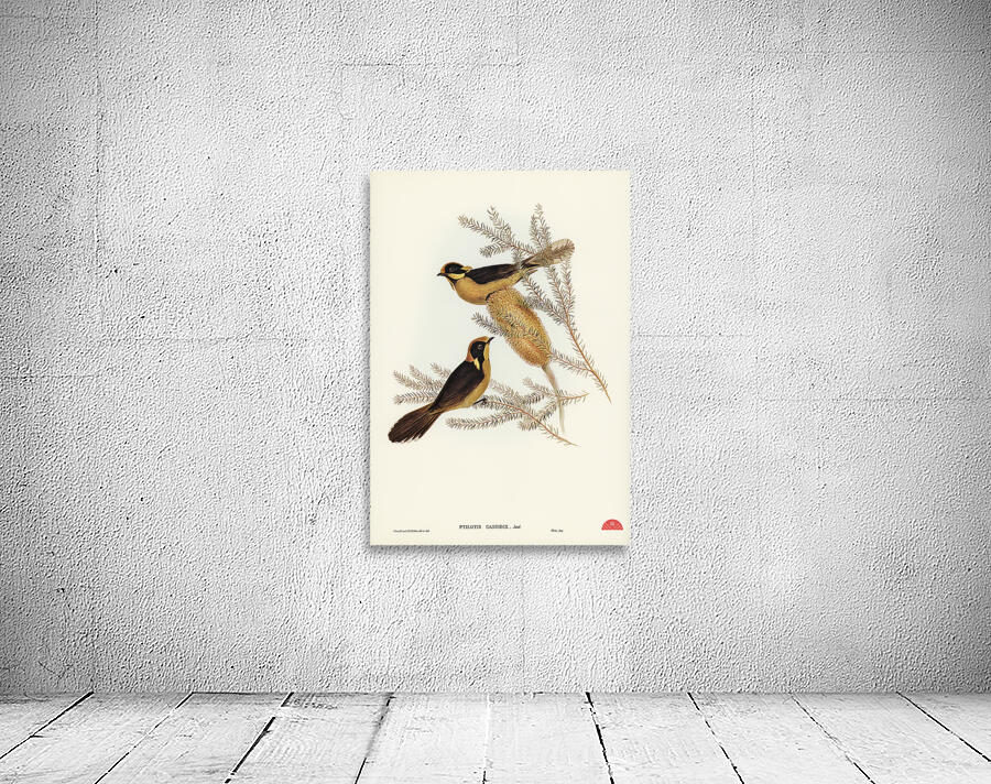 Helmeted Honey-eater Ptilotis cassidix illustrated by Elizabeth Gould 1804–1841 for John Gould’s 1804-1881 Birds of Australia  Wall Preview