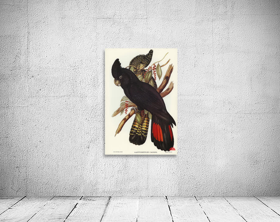 Banksian Cockatoo Calyptorhynchus Banksii illustrated by Elizabeth Gould 1804–1841 for John Gould’s 1804-1881 Birds of Australia  Wall Preview