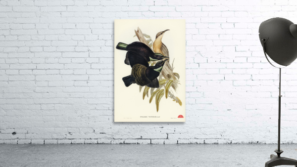 Victoria Rifle-bird Ptiloris Victoriae illustrated by Elizabeth Gould 1804–1841 for John Gould’s 1804-1881 Birds of Australia  Wall Preview