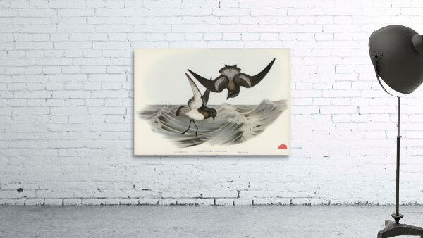 Grey-backed Storm Petrel Thalassidroma Nereis illustrated by Elizabeth Gould 1804–1841 for John Gould’s 1804-1881 Birds of Australia  Wall Preview