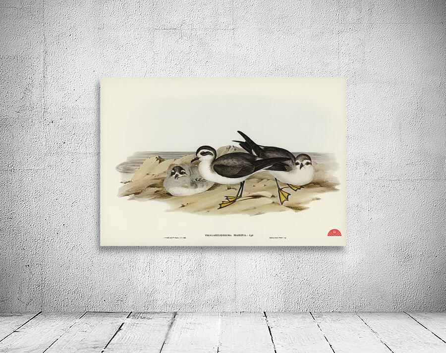 White-faced Storm Petrel Thalassidroma marina illustrated by Elizabeth Gould 1804–1841 for John Gould’s 1804-1881 Birds of Australia  Wall Preview