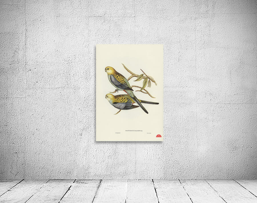 Pale-headed Parakeet Platycercus palliceps illustrated by Elizabeth Gould 1804–1841 for John Gould’s 1804-1881 Birds of Australia  Wall Preview