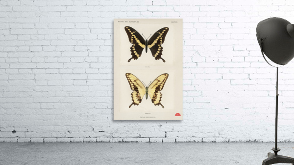 Giant Swallowtail Papilio Cresphontes from Moths and butterflies of the United States 1900 by Sherman F. Denton 1856-1937.  Wall Preview