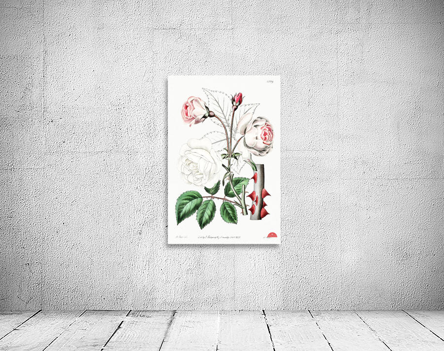 The ruga rose from Edwards Botanical Register 1829-1847  by Sydenham Edwards John Lindley and James Ridgway. Wall Preview