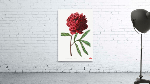 Potts Chinese peony from Edwards Botanical Register 1829-1847  by Sydenham Edwards John Lindley and James Ridgway. Wall Preview