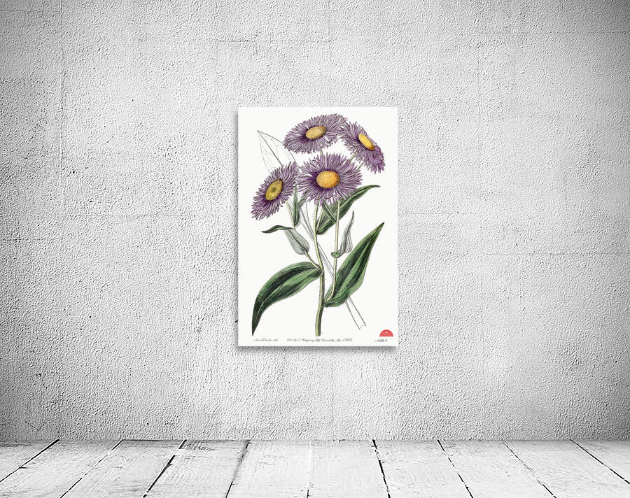 Shewy stenactis from Edwards Botanical Register 1829-1847  by Sydenham Edwards John Lindley and James Ridgway. Wall Preview