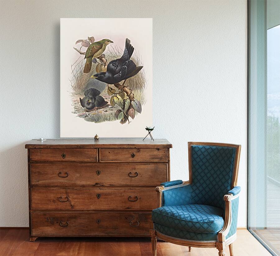 Ptilorhynchus violaceus 1873 Reproduction