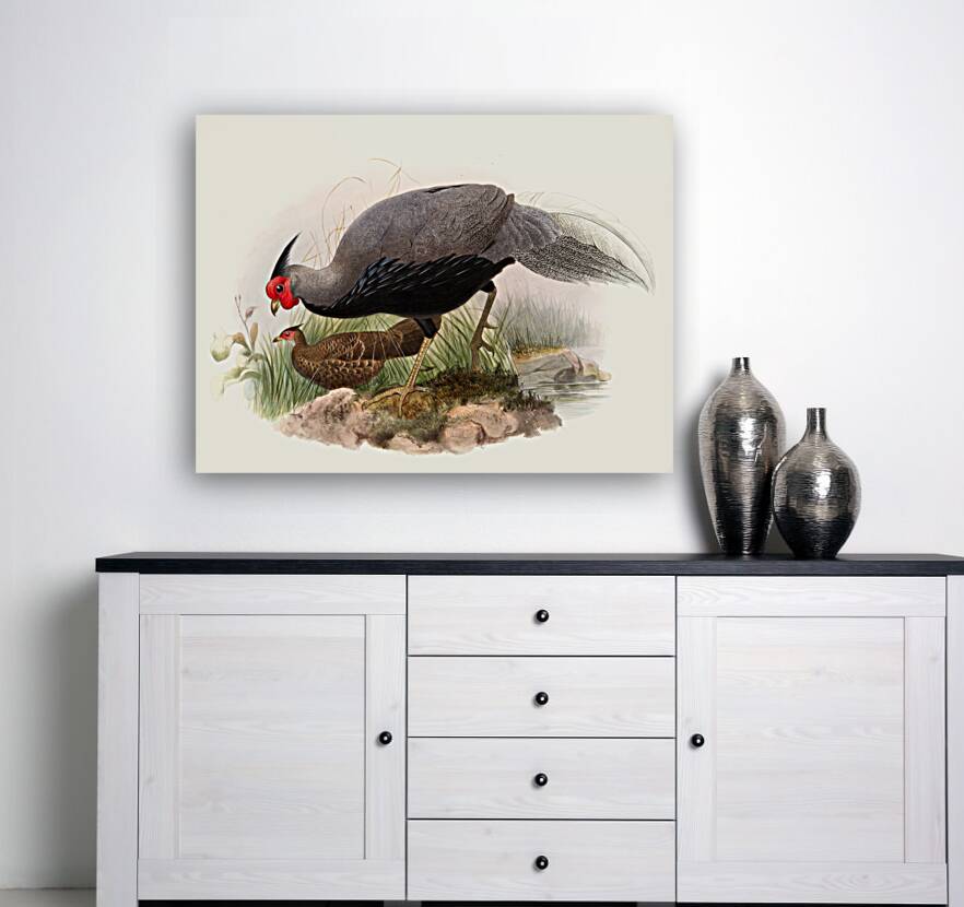 Euplocamus lineatus. 1872 Reproduction