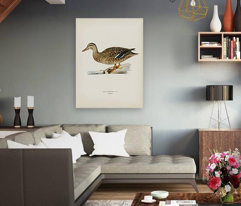 Mallard female Anas platyrhynchos Reproduction