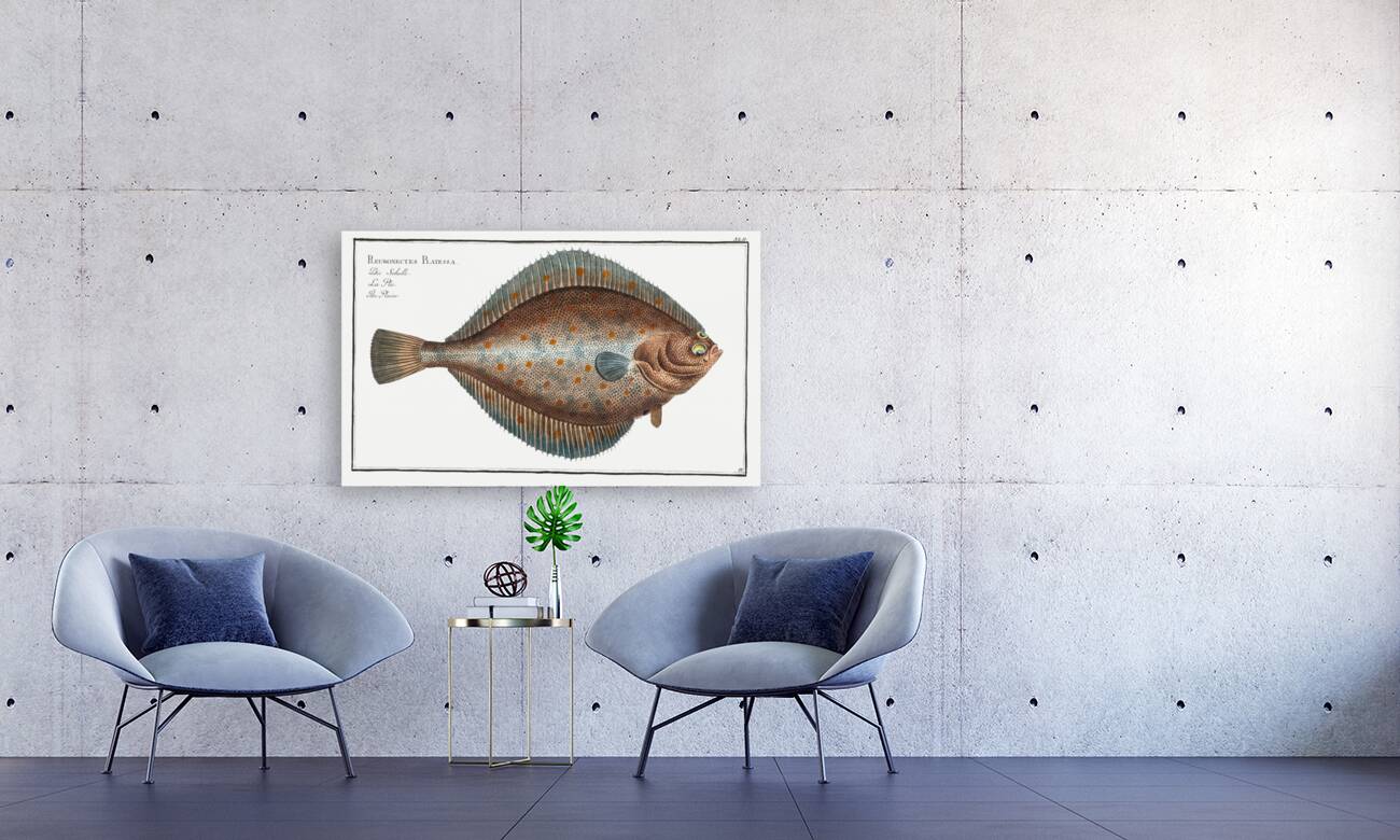 Plaise Pleuronectes Platessa Reproduction