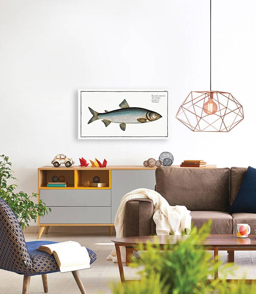 Gwiniad Salmo Lavaretus Reproduction