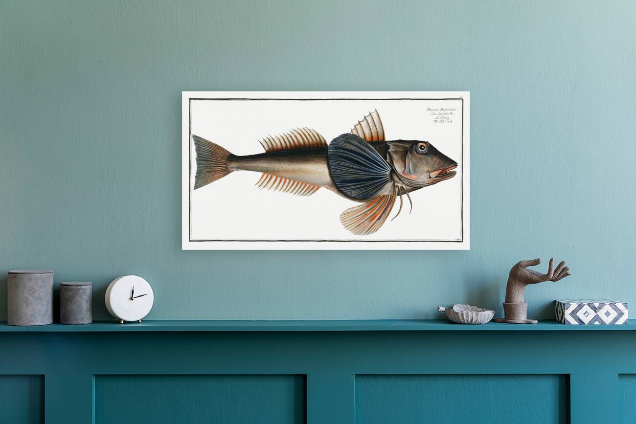 Tub-Fish Trigla Hirundo Reproduction