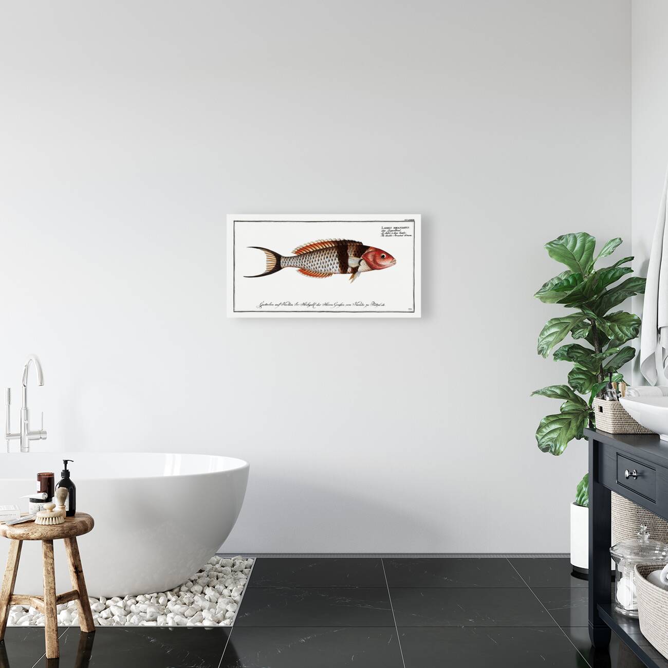 Double-Streaked Wrasse Labrus bifasciatus Reproduction