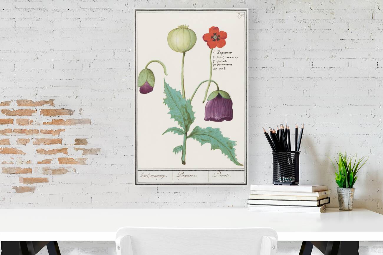 Poppy in vintage style Reproduction