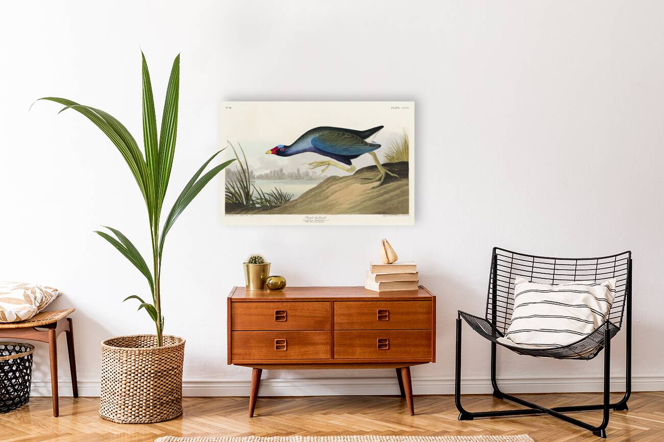 Black Vulture or Carrion Crow Reproduction