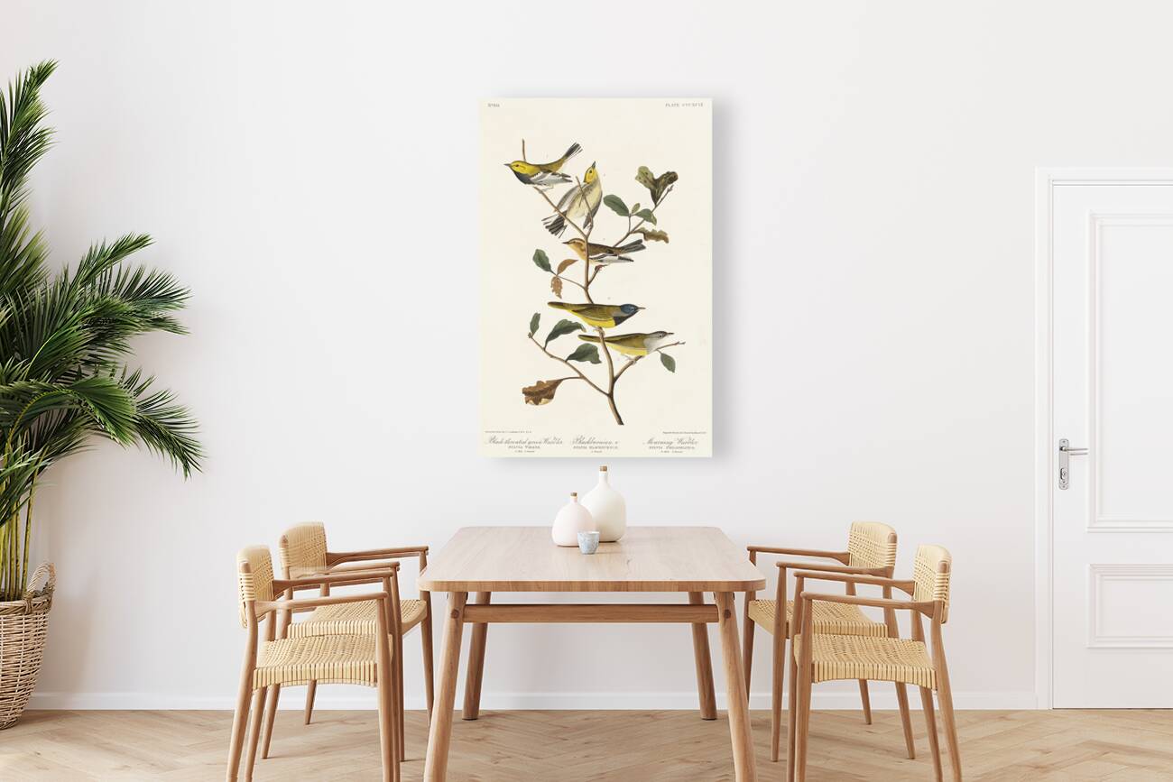 Black-throated green Warbler Blackburnian and Mourning Warbler Reproduction