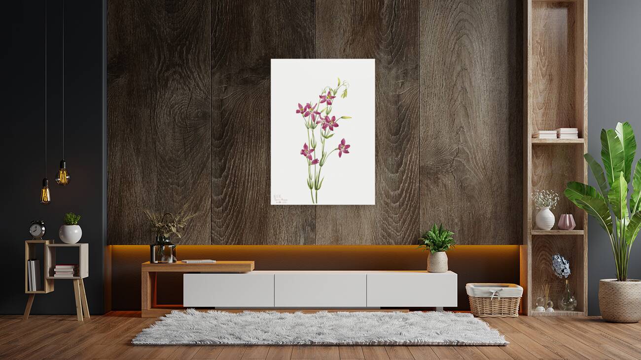 Centaurium Centaurium venustum 1925 Reproduction