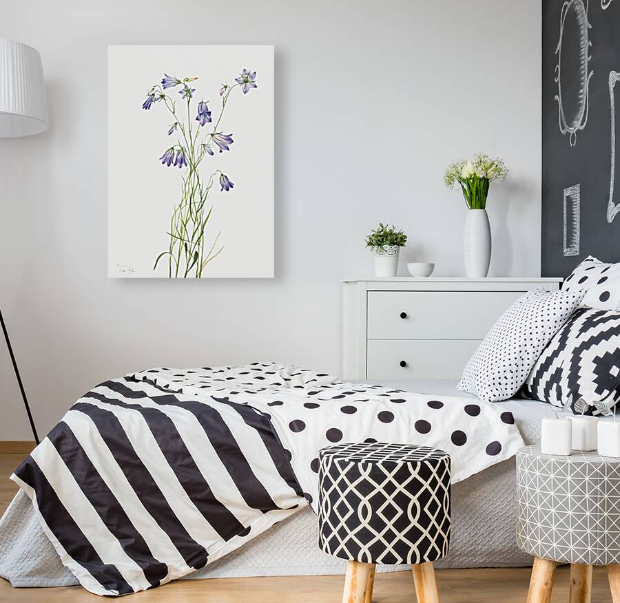 Harebell Campanula rotundifolia 1916 Reproduction