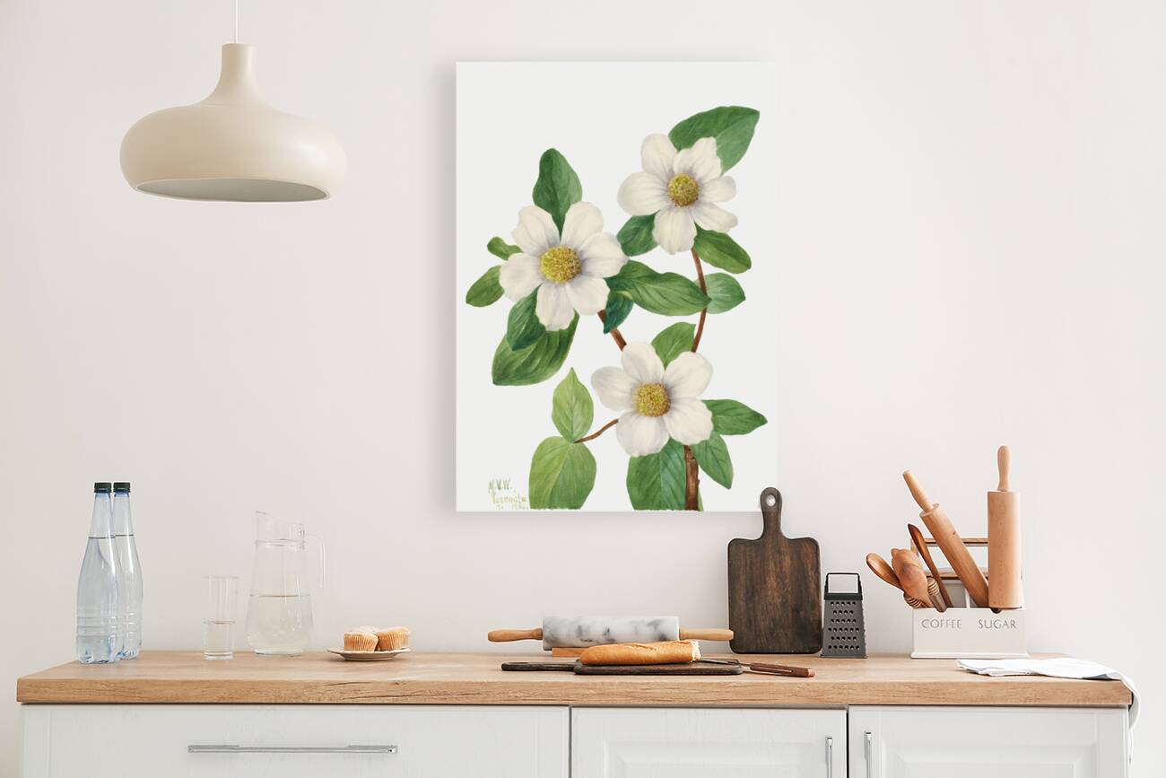 Pacific Dogwood Cornus nuttallii 1933 Reproduction