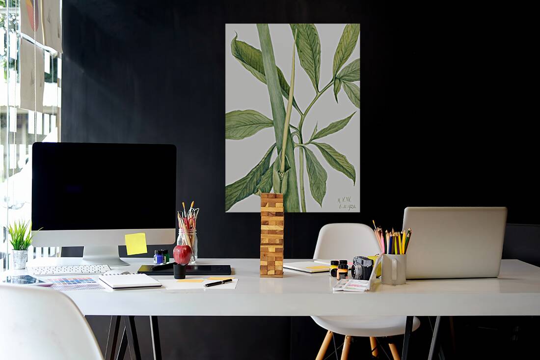 Greendragon Arisaema dracontium 1920 Reproduction