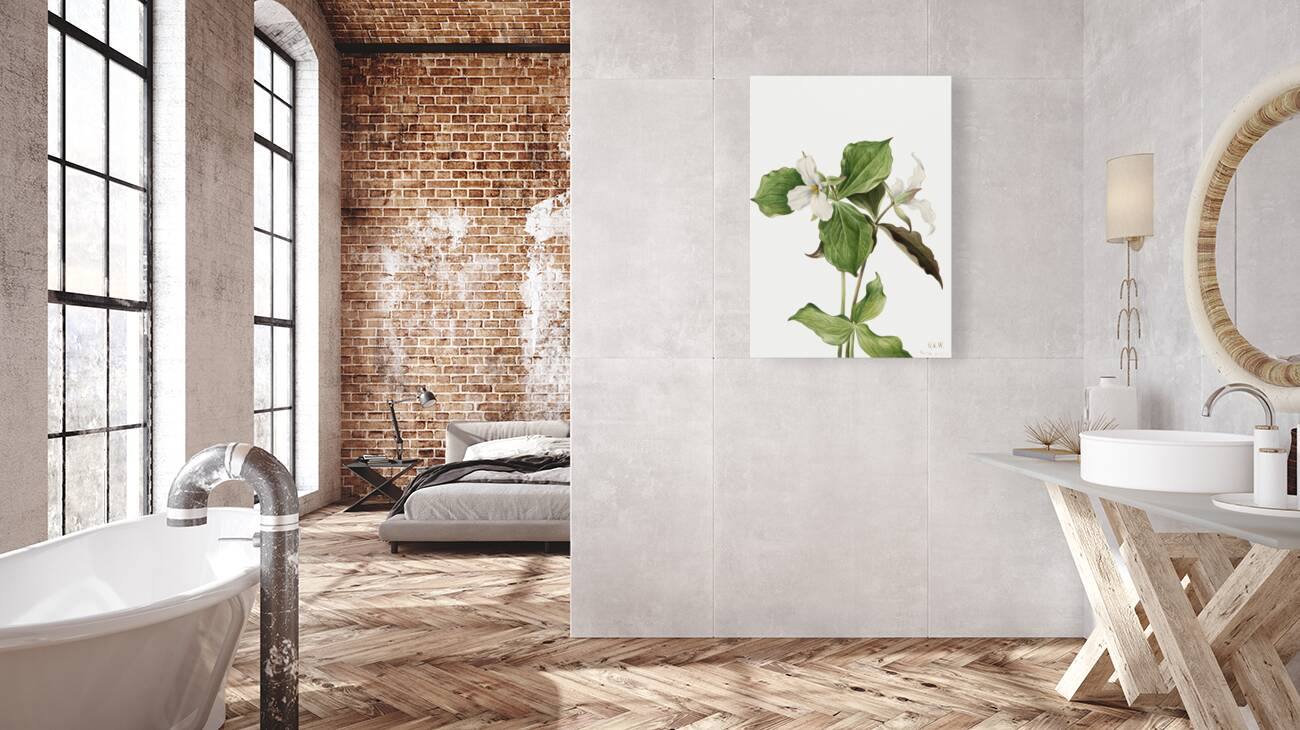 Large White Trillium Trillium grandiflorum 1923 Reproduction