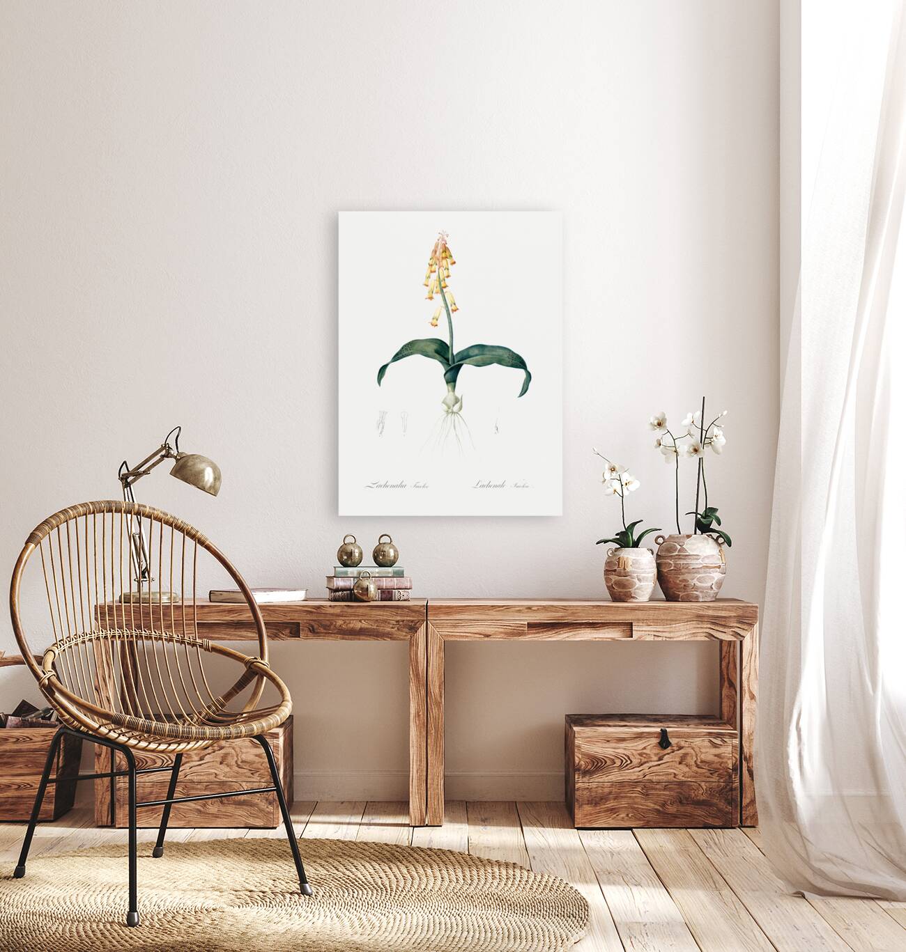 Lachenalia tricolor illustration  Reproduction