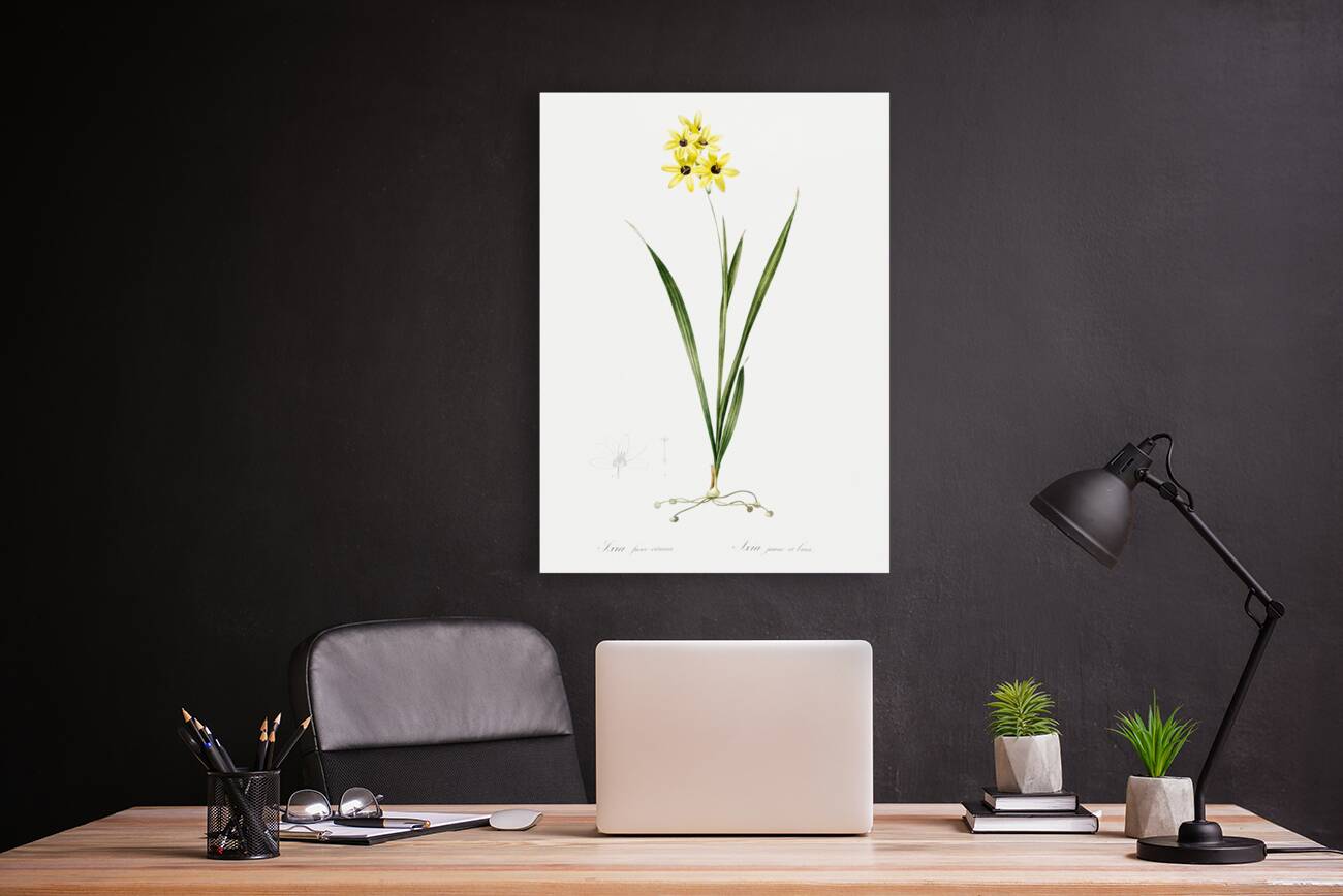 Ixia fusco citrina illustration  Reproduction