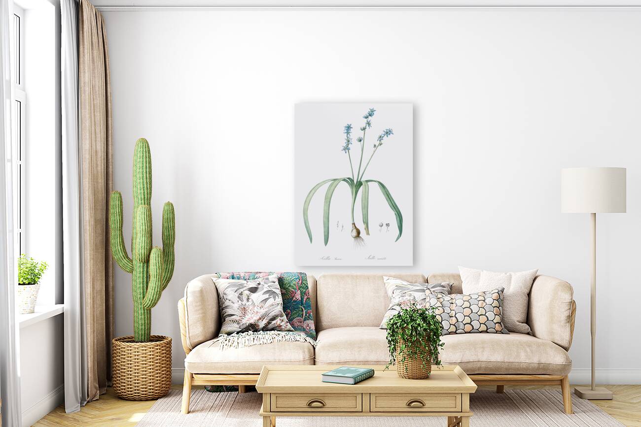 Star squill illustration  Reproduction